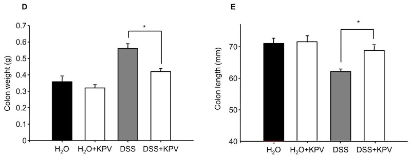 KPV Colon Weight