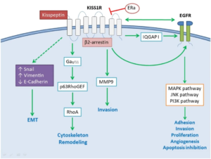 Kisspeptin Cancer Interaction